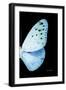 Miss Butterfly Euploea - X-Ray Right Black Edition-Philippe Hugonnard-Framed Photographic Print