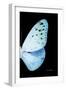 Miss Butterfly Euploea - X-Ray Right Black Edition-Philippe Hugonnard-Framed Photographic Print