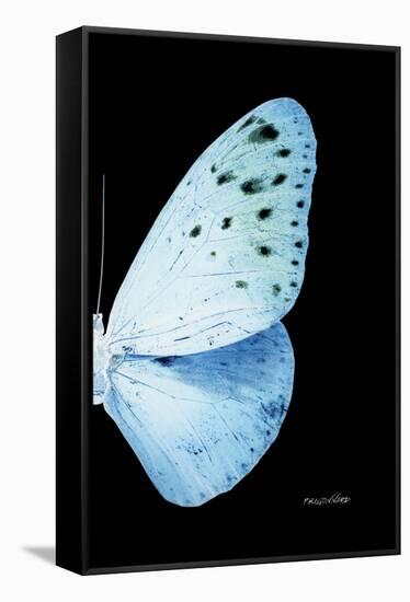 Miss Butterfly Euploea - X-Ray Right Black Edition-Philippe Hugonnard-Framed Stretched Canvas