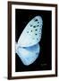 Miss Butterfly Euploea - X-Ray Right Black Edition-Philippe Hugonnard-Framed Photographic Print