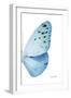 Miss Butterfly Euploea - X-Ray Right White Edition-Philippe Hugonnard-Framed Photographic Print