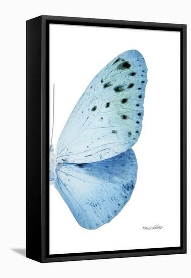 Miss Butterfly Euploea - X-Ray Right White Edition-Philippe Hugonnard-Framed Stretched Canvas