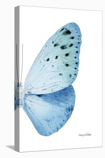 Miss Butterfly Euploea - X-Ray Right White Edition-Philippe Hugonnard-Stretched Canvas