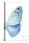 Miss Butterfly Euploea - X-Ray Right White Edition-Philippe Hugonnard-Stretched Canvas