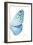 Miss Butterfly Euploea - X-Ray Right White Edition-Philippe Hugonnard-Framed Premium Photographic Print