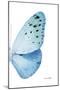 Miss Butterfly Euploea - X-Ray Right White Edition-Philippe Hugonnard-Mounted Premium Photographic Print