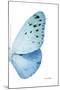 Miss Butterfly Euploea - X-Ray Right White Edition-Philippe Hugonnard-Mounted Photographic Print