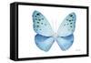 Miss Butterfly Euploea - X-Ray White Edition-Philippe Hugonnard-Framed Stretched Canvas