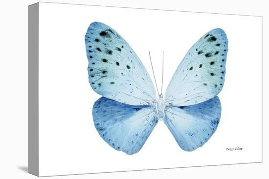 Miss Butterfly Euploea - X-Ray White Edition-Philippe Hugonnard-Stretched Canvas