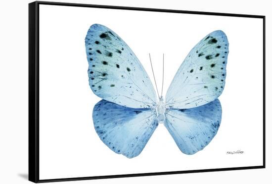 Miss Butterfly Euploea - X-Ray White Edition-Philippe Hugonnard-Framed Stretched Canvas