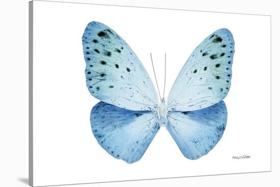 Miss Butterfly Euploea - X-Ray White Edition-Philippe Hugonnard-Stretched Canvas