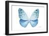 Miss Butterfly Euploea - X-Ray White Edition-Philippe Hugonnard-Framed Photographic Print