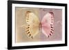 Miss Butterfly Formosana - Dark Beige & Red-Philippe Hugonnard-Framed Photographic Print