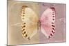 Miss Butterfly Formosana - Dark Beige & Red-Philippe Hugonnard-Mounted Photographic Print
