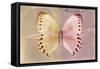 Miss Butterfly Formosana - Dark Beige & Red-Philippe Hugonnard-Framed Stretched Canvas