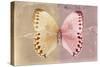 Miss Butterfly Formosana - Dark Beige & Red-Philippe Hugonnard-Stretched Canvas