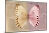 Miss Butterfly Formosana - Dark Beige & Red-Philippe Hugonnard-Mounted Photographic Print
