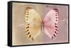 Miss Butterfly Formosana - Dark Beige & Red-Philippe Hugonnard-Framed Stretched Canvas