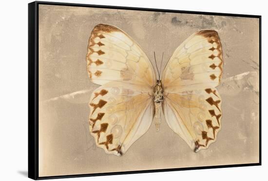 Miss Butterfly Formosana - Dark Beige-Philippe Hugonnard-Framed Stretched Canvas