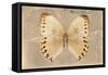 Miss Butterfly Formosana - Dark Beige-Philippe Hugonnard-Framed Stretched Canvas