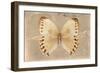 Miss Butterfly Formosana - Dark Beige-Philippe Hugonnard-Framed Photographic Print