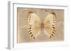 Miss Butterfly Formosana - Dark Beige-Philippe Hugonnard-Framed Photographic Print