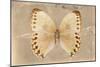 Miss Butterfly Formosana - Dark Beige-Philippe Hugonnard-Mounted Photographic Print