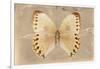 Miss Butterfly Formosana - Dark Beige-Philippe Hugonnard-Framed Photographic Print