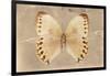 Miss Butterfly Formosana - Dark Beige-Philippe Hugonnard-Framed Photographic Print