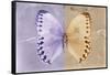 Miss Butterfly Formosana - Mauve & Dark Beige-Philippe Hugonnard-Framed Stretched Canvas