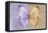 Miss Butterfly Formosana - Mauve & Dark Beige-Philippe Hugonnard-Framed Stretched Canvas
