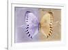 Miss Butterfly Formosana - Mauve & Dark Beige-Philippe Hugonnard-Framed Photographic Print