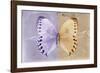 Miss Butterfly Formosana - Mauve & Dark Beige-Philippe Hugonnard-Framed Photographic Print