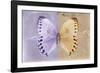 Miss Butterfly Formosana - Mauve & Dark Beige-Philippe Hugonnard-Framed Photographic Print