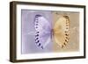 Miss Butterfly Formosana - Mauve & Dark Beige-Philippe Hugonnard-Framed Photographic Print