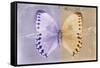 Miss Butterfly Formosana - Mauve & Dark Beige-Philippe Hugonnard-Framed Stretched Canvas