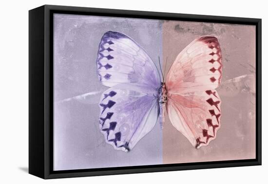 Miss Butterfly Formosana - Mauve & Red-Philippe Hugonnard-Framed Stretched Canvas
