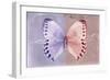 Miss Butterfly Formosana - Mauve & Red-Philippe Hugonnard-Framed Photographic Print