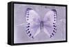 Miss Butterfly Formosana - Mauve-Philippe Hugonnard-Framed Stretched Canvas
