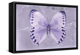 Miss Butterfly Formosana - Mauve-Philippe Hugonnard-Framed Stretched Canvas