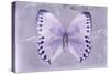 Miss Butterfly Formosana - Mauve-Philippe Hugonnard-Stretched Canvas