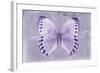 Miss Butterfly Formosana - Mauve-Philippe Hugonnard-Framed Photographic Print