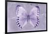 Miss Butterfly Formosana - Mauve-Philippe Hugonnard-Framed Photographic Print