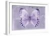 Miss Butterfly Formosana - Mauve-Philippe Hugonnard-Framed Photographic Print