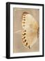 Miss Butterfly Formosana Profil - Dark Beige-Philippe Hugonnard-Framed Photographic Print