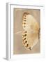 Miss Butterfly Formosana Profil - Dark Beige-Philippe Hugonnard-Framed Photographic Print