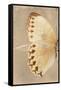 Miss Butterfly Formosana Profil - Dark Beige-Philippe Hugonnard-Framed Stretched Canvas