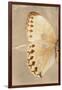 Miss Butterfly Formosana Profil - Dark Beige-Philippe Hugonnard-Framed Photographic Print