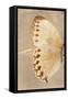 Miss Butterfly Formosana Profil - Dark Beige-Philippe Hugonnard-Framed Stretched Canvas