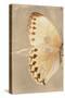 Miss Butterfly Formosana Profil - Dark Beige-Philippe Hugonnard-Stretched Canvas